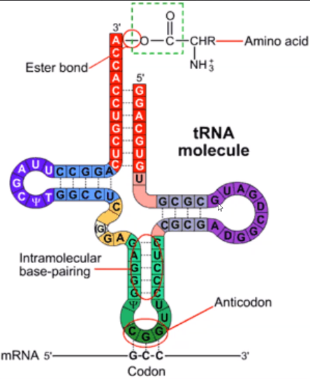 tRNA